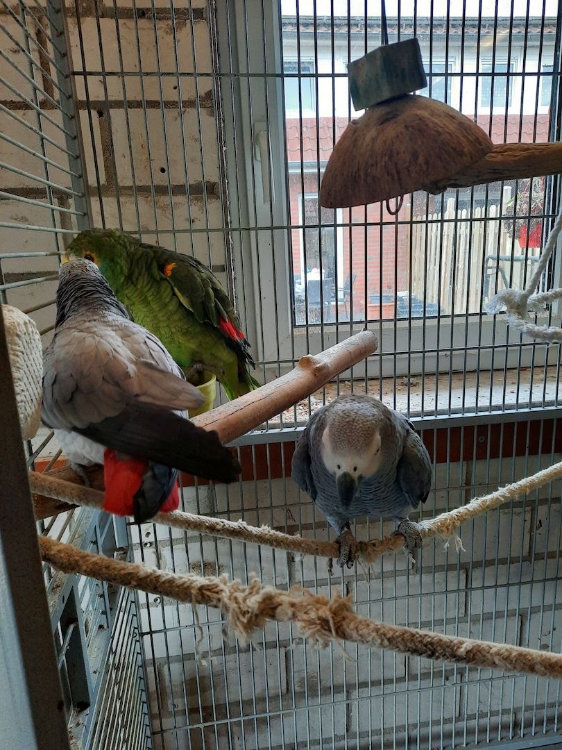 Vogel Papageien Vogel Papageien