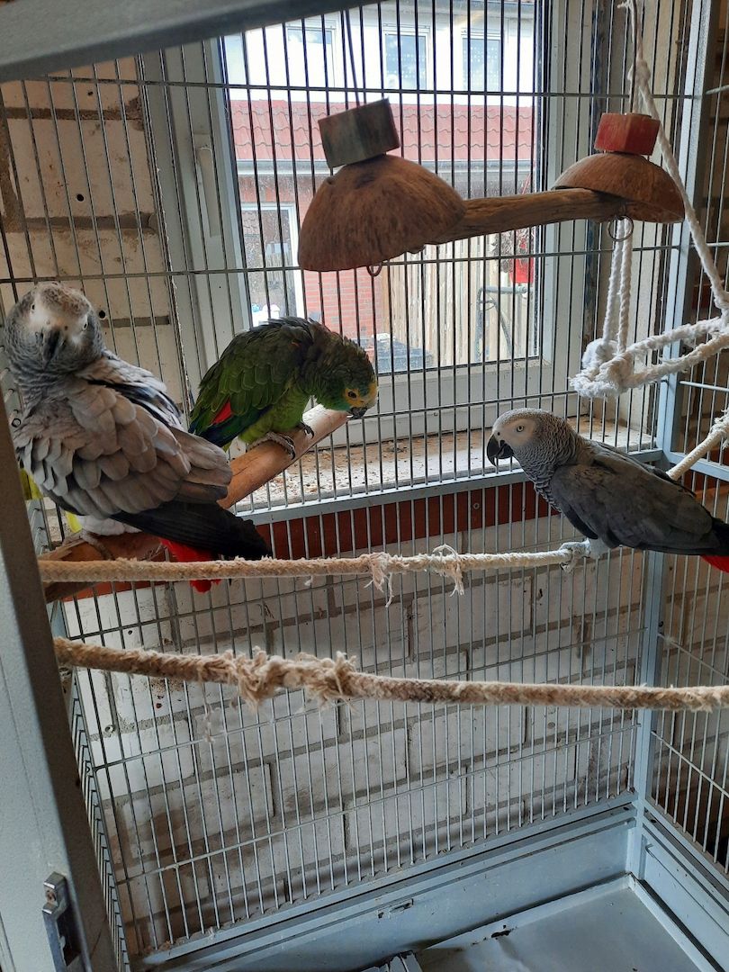 Vogel Papageien Vogel Papageien