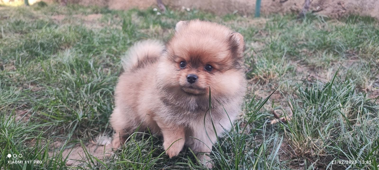 Mini Zwergspitz Pomeranian Mini Zwergspitz Pomeranian