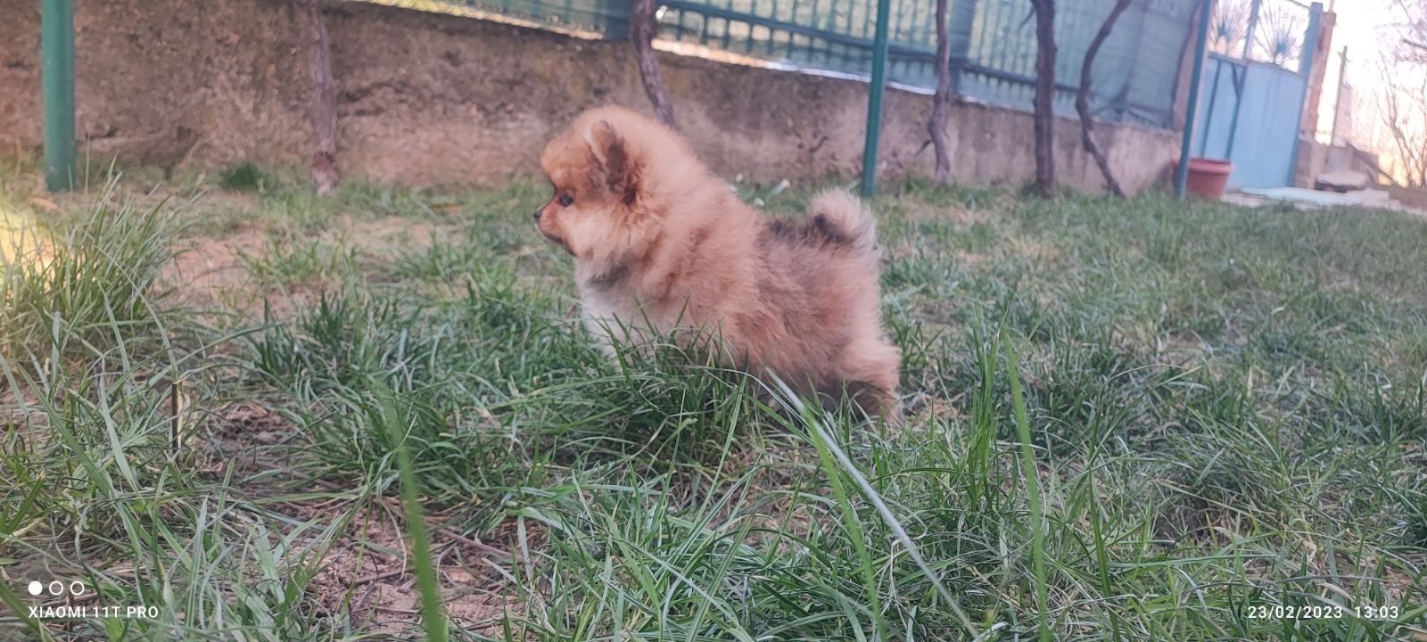 Mini Zwergspitz Pomeranian Mini Zwergspitz Pomeranian