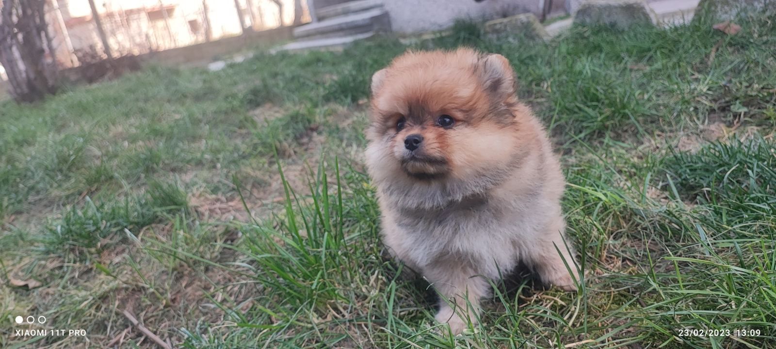 Mini Zwergspitz Pomeranian Mini Zwergspitz Pomeranian