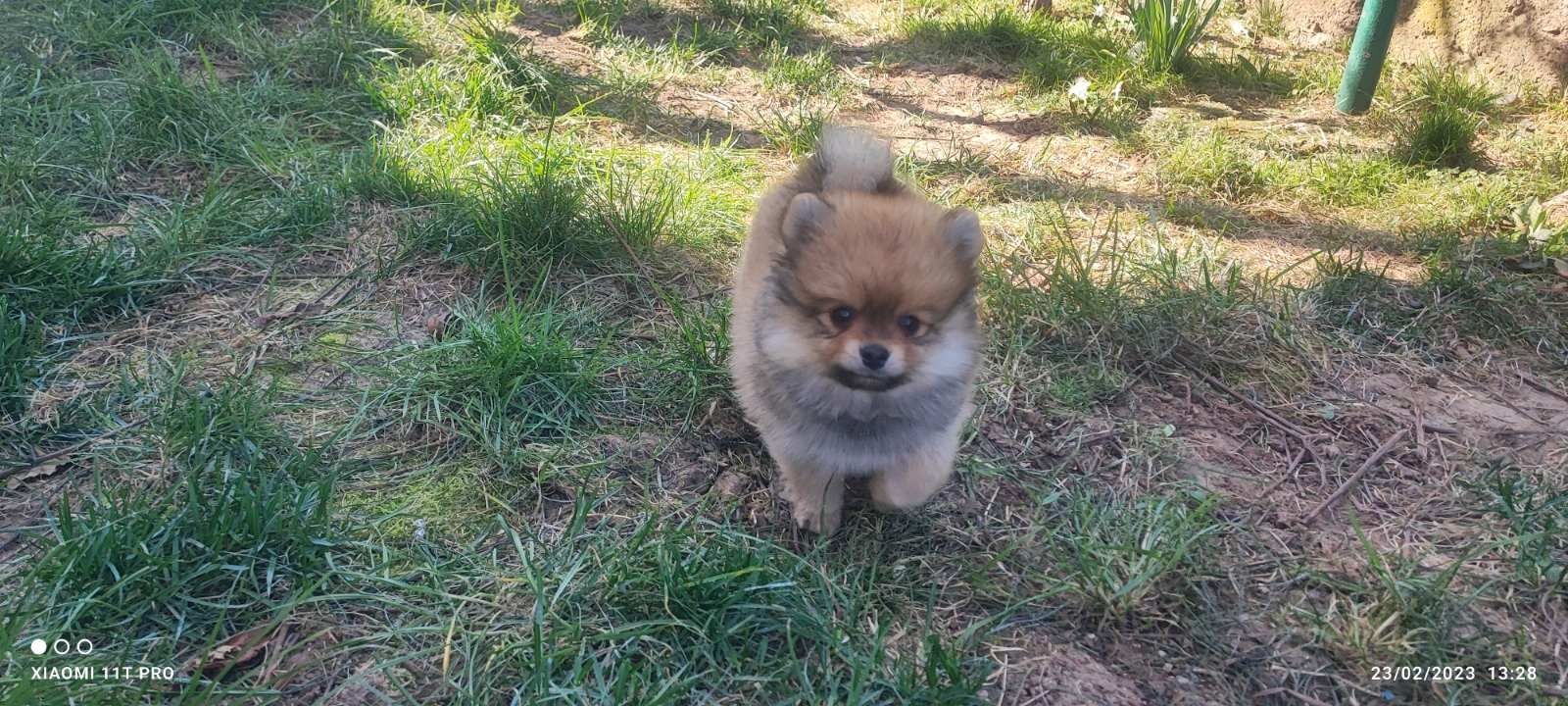 Mini Zwergspitz Pomeranian Mini Zwergspitz Pomeranian