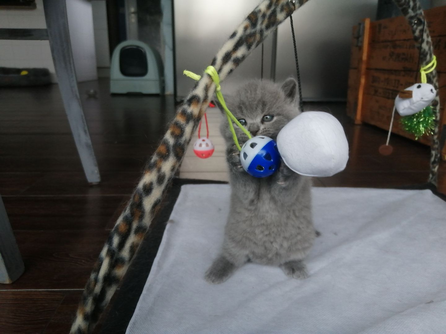 Britisch Kurzhaar Kitten Katzen Blau Grau 1 Mädchen fest reserviert 