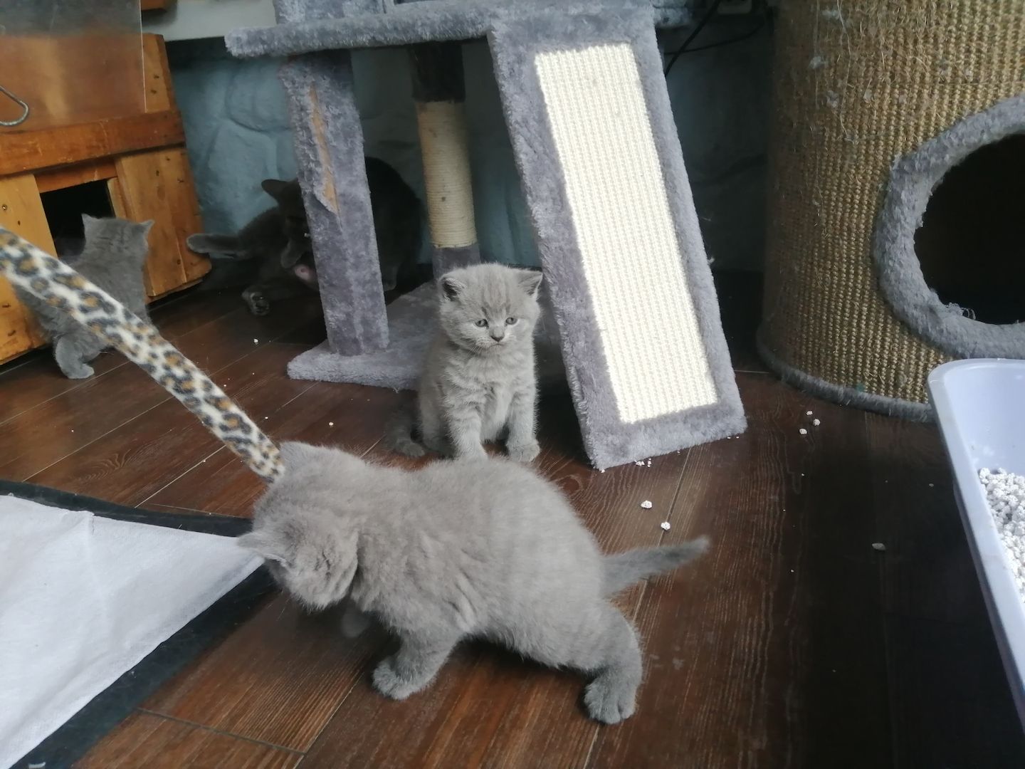 Britisch Kurzhaar Kitten Katzen Blau Grau 1 Mädchen fest reserviert 