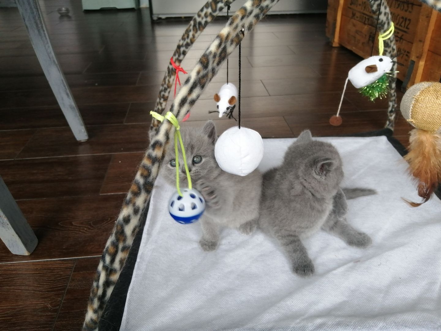 Britisch Kurzhaar Kitten Katzen Blau Grau 1 Mädchen fest reserviert 