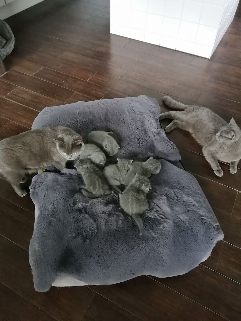 Britisch Kurzhaar Kitten Katzen Blau Grau 1 Mädchen fest reserviert 