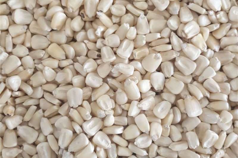 Gelber und weißer Mais.