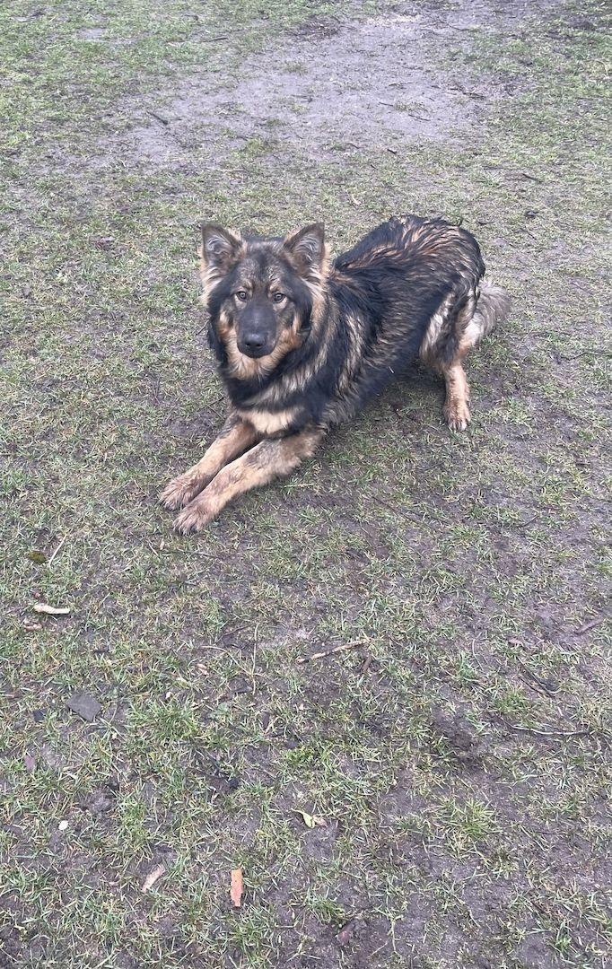 Schäferhund/Husky Welpen abzugeben,