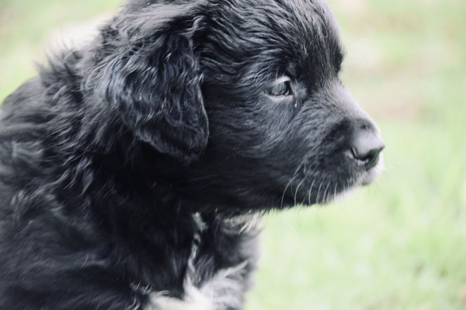Golden Retriever- Border Collie Welpen