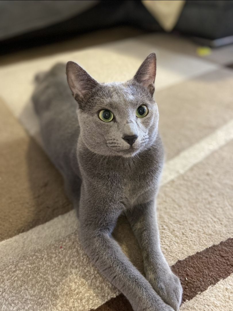 Russisch Blau Kätzchen