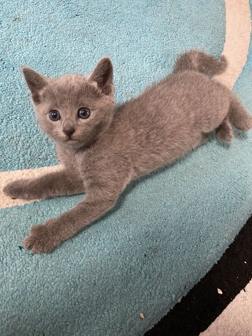 Russisch Blau Kätzchen