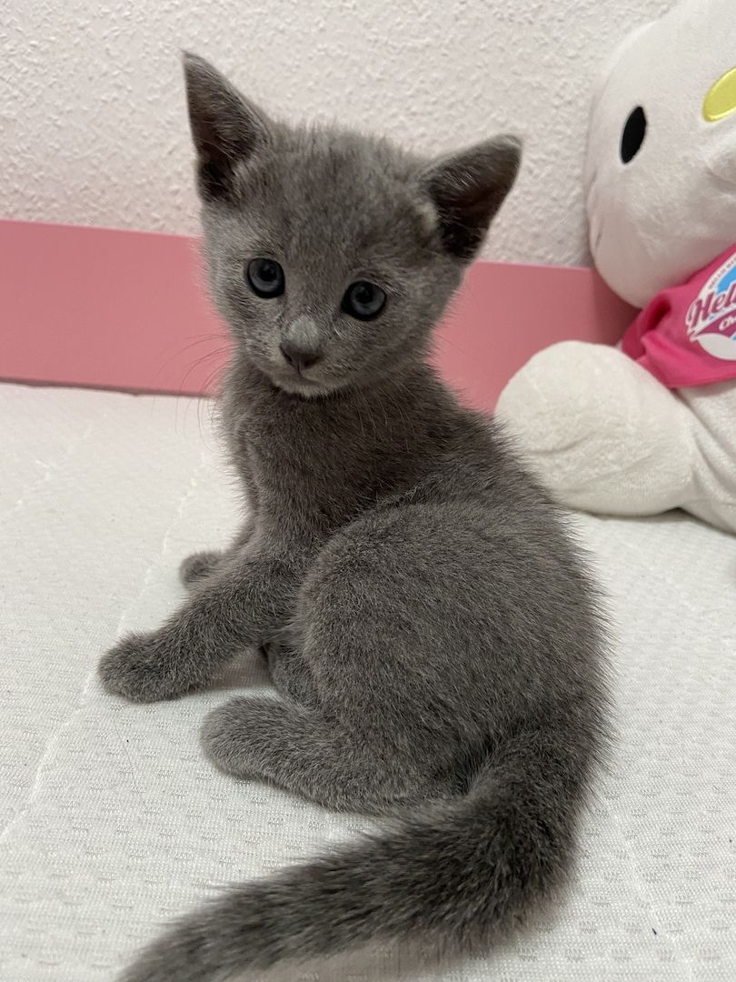 Russisch Blau Kätzchen