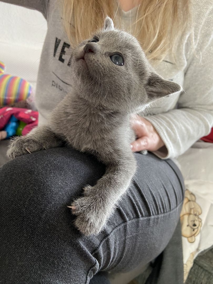 Russisch Blau Kätzchen