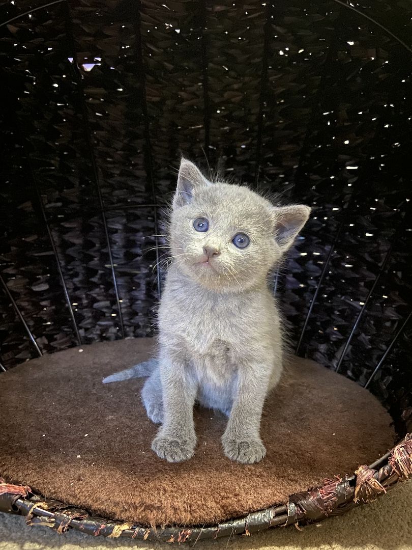 Russisch Blau Kätzchen