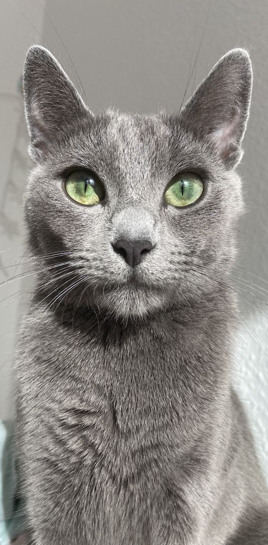 Russisch Blau Kätzchen