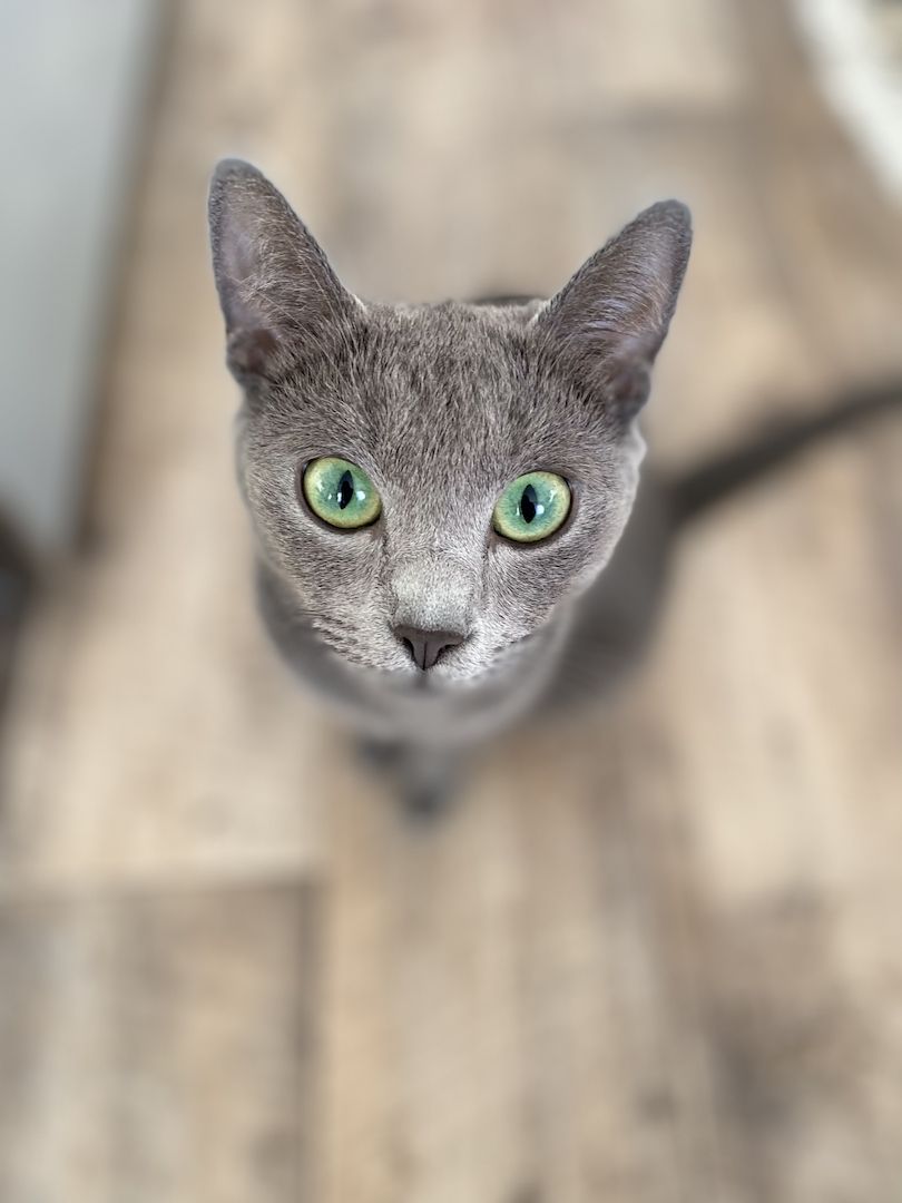 Russisch Blau Kätzchen