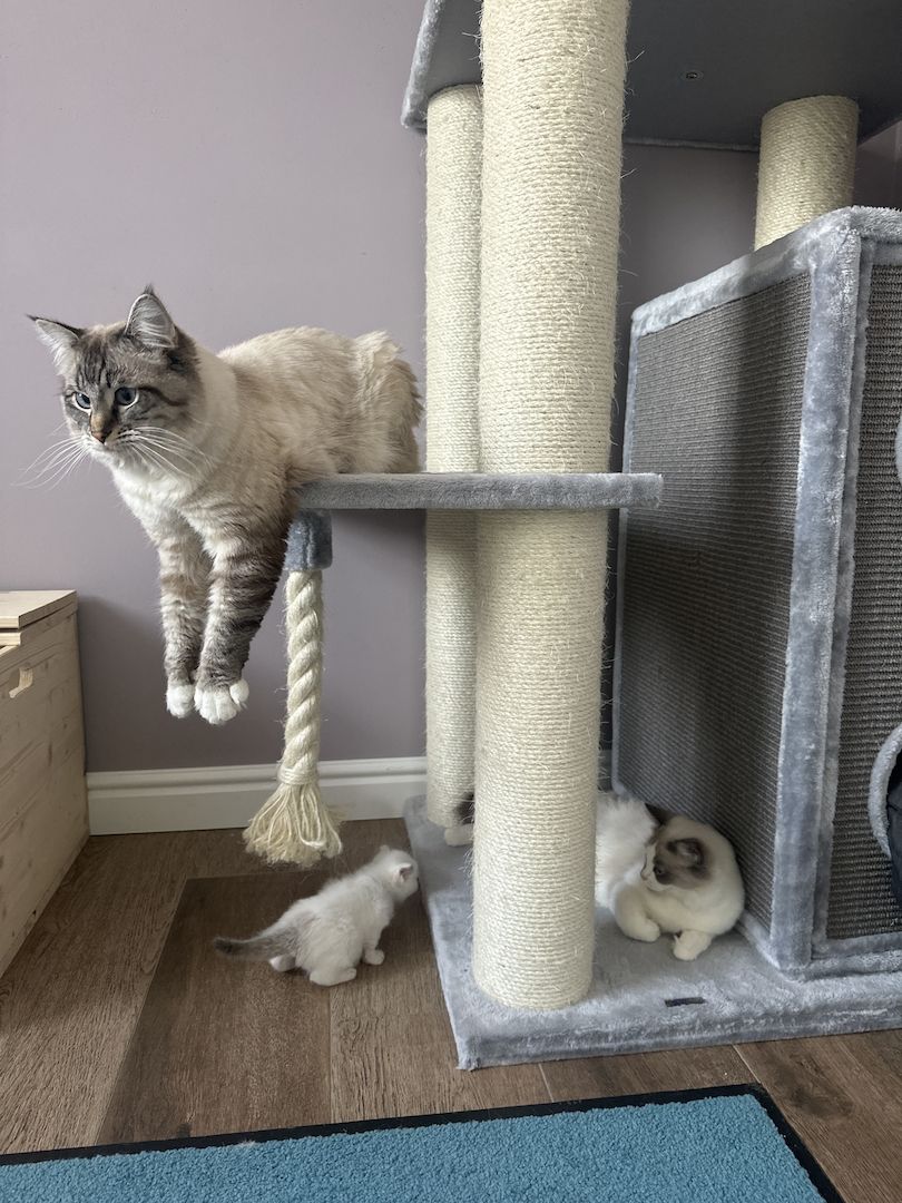 Ragdoll Kater 4 Jungs blaue Augen Ragdoll Kater 4 Jungs blaue Augen