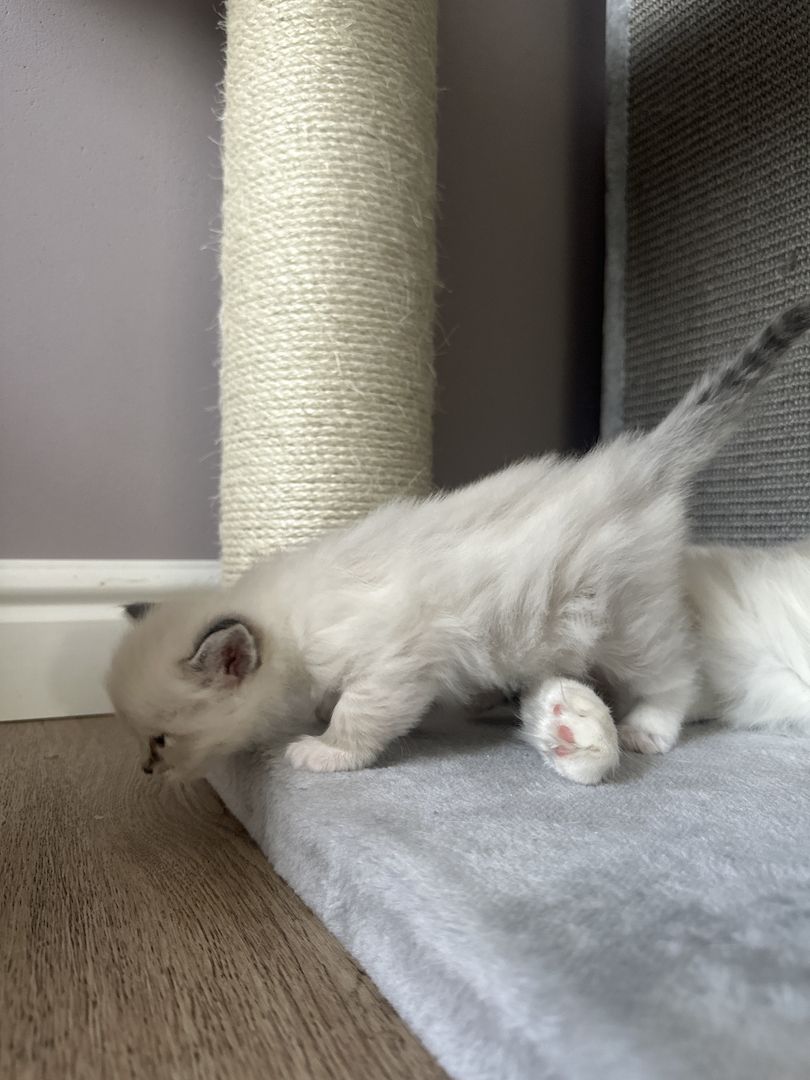 Ragdoll Kater 4 Jungs blaue Augen Ragdoll Kater 4 Jungs blaue Augen