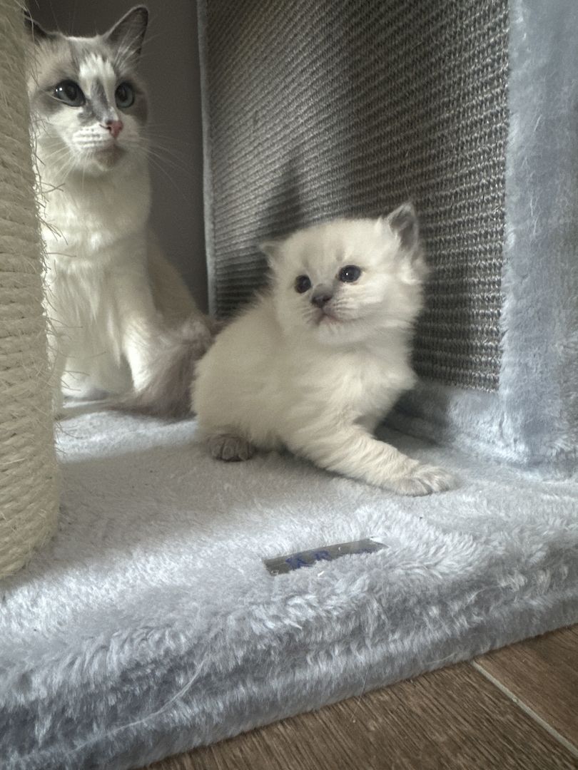Ragdoll Kater 4 Jungs blaue Augen Ragdoll Kater 4 Jungs blaue Augen