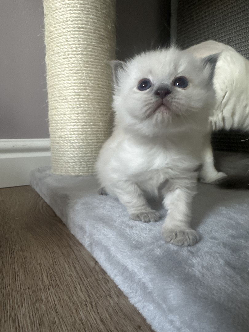 Ragdoll Kater 4 Jungs blaue Augen Ragdoll Kater 4 Jungs blaue Augen