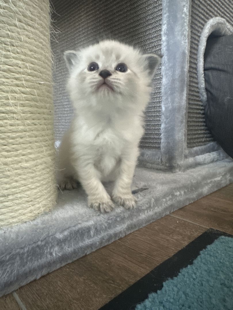 Ragdoll Kater 4 Jungs blaue Augen Ragdoll Kater 4 Jungs blaue Augen