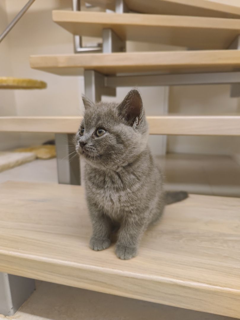 BKH Kitten Britische Kurzhaar