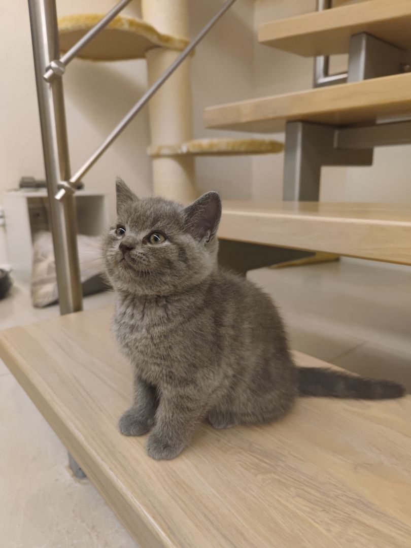 BKH Kitten Britische Kurzhaar