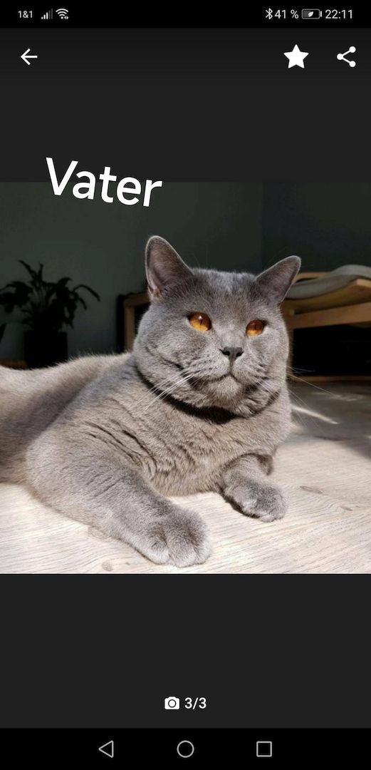 BKH Kitten Britische Kurzhaar