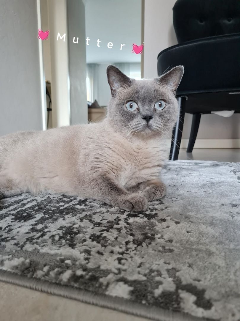 BKH Kitten Britische Kurzhaar