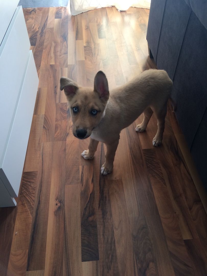 Hund sucht ab sofort neues Zuhause