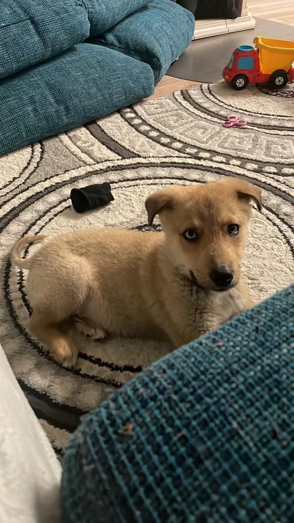 Hund sucht ab sofort neues Zuhause