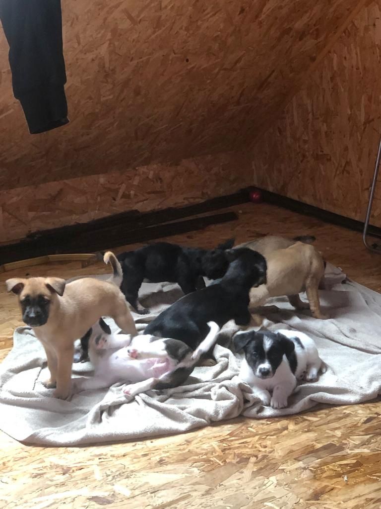 Hundewelpen Hundewelpen