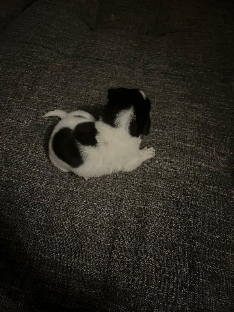 Hundewelpen Hundewelpen