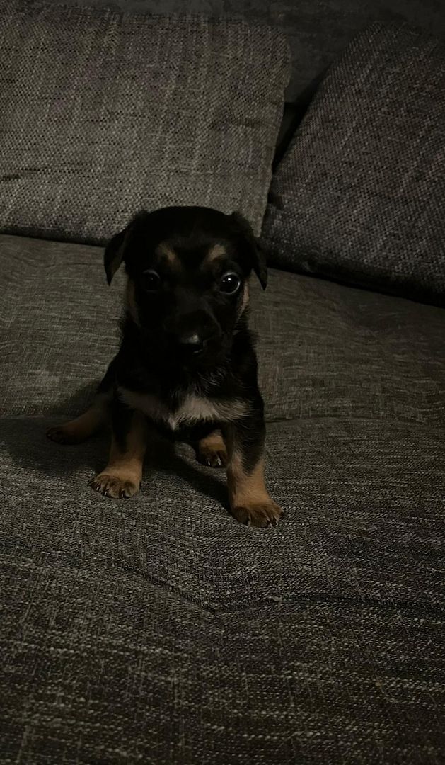 Hundewelpen Hundewelpen