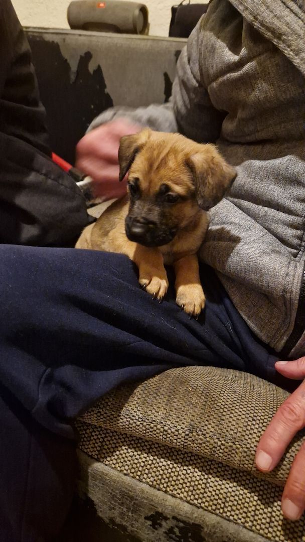 Hundewelpen Hundewelpen