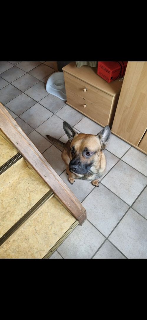 Hundewelpen Hundewelpen