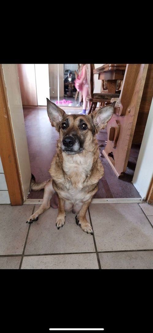 Hundewelpen Hundewelpen