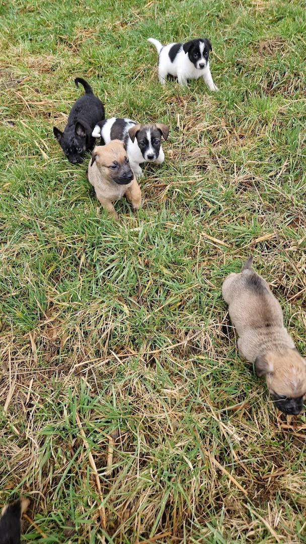 Hundewelpen Hundewelpen