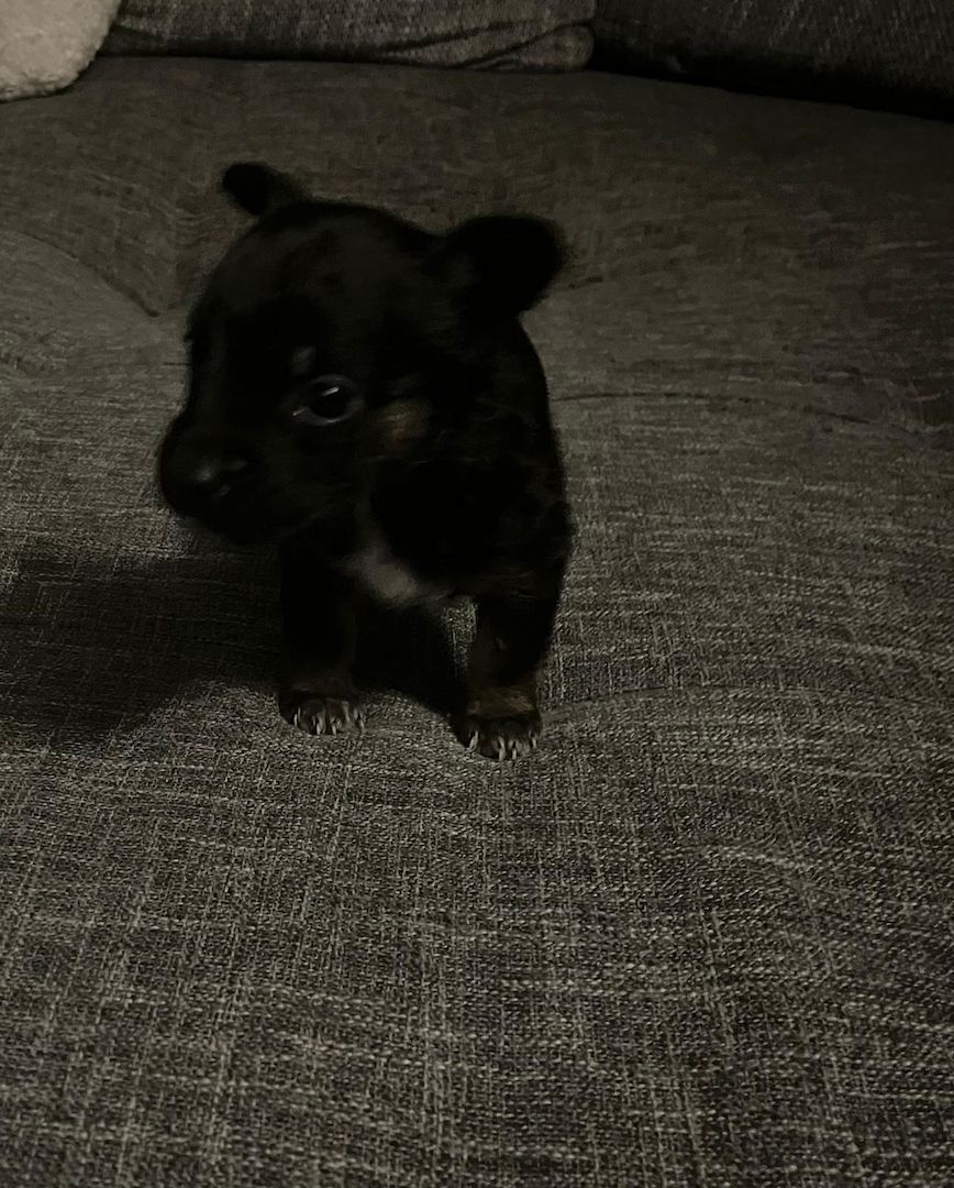 Hundewelpen Hundewelpen