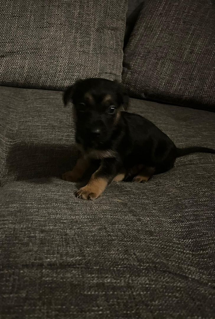 Hundewelpen Hundewelpen