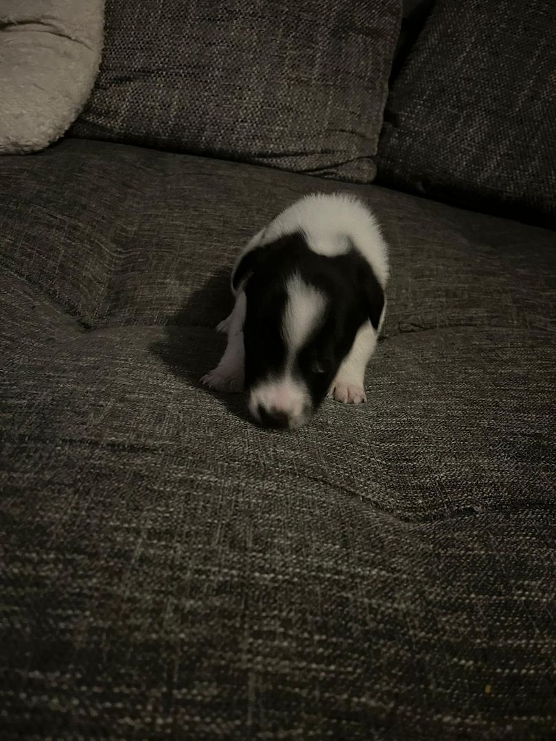 Hundewelpen Hundewelpen