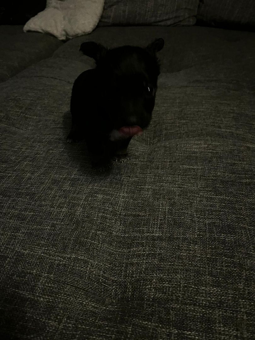 Hundewelpen Hundewelpen