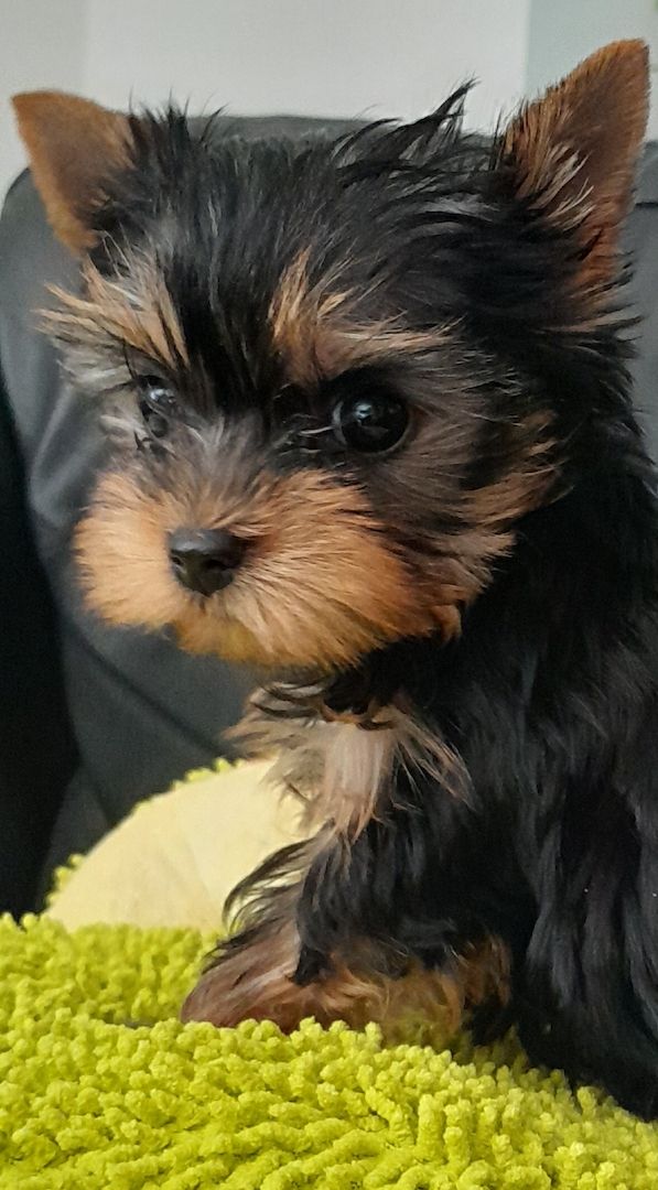Yorkshire-Terrier Welpen mit Ahnentafel