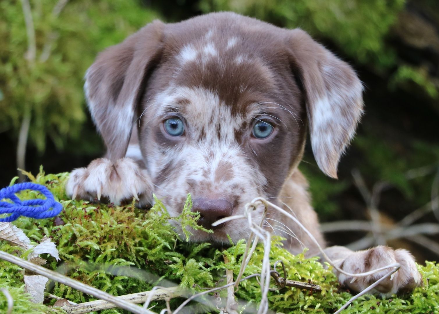 Aussiedor Labrador F1bb Welpe Red merle Rüde sucht seine Familie  Aussiedor Labrador F1bb Welpe Red merle Rüde sucht seine Familie