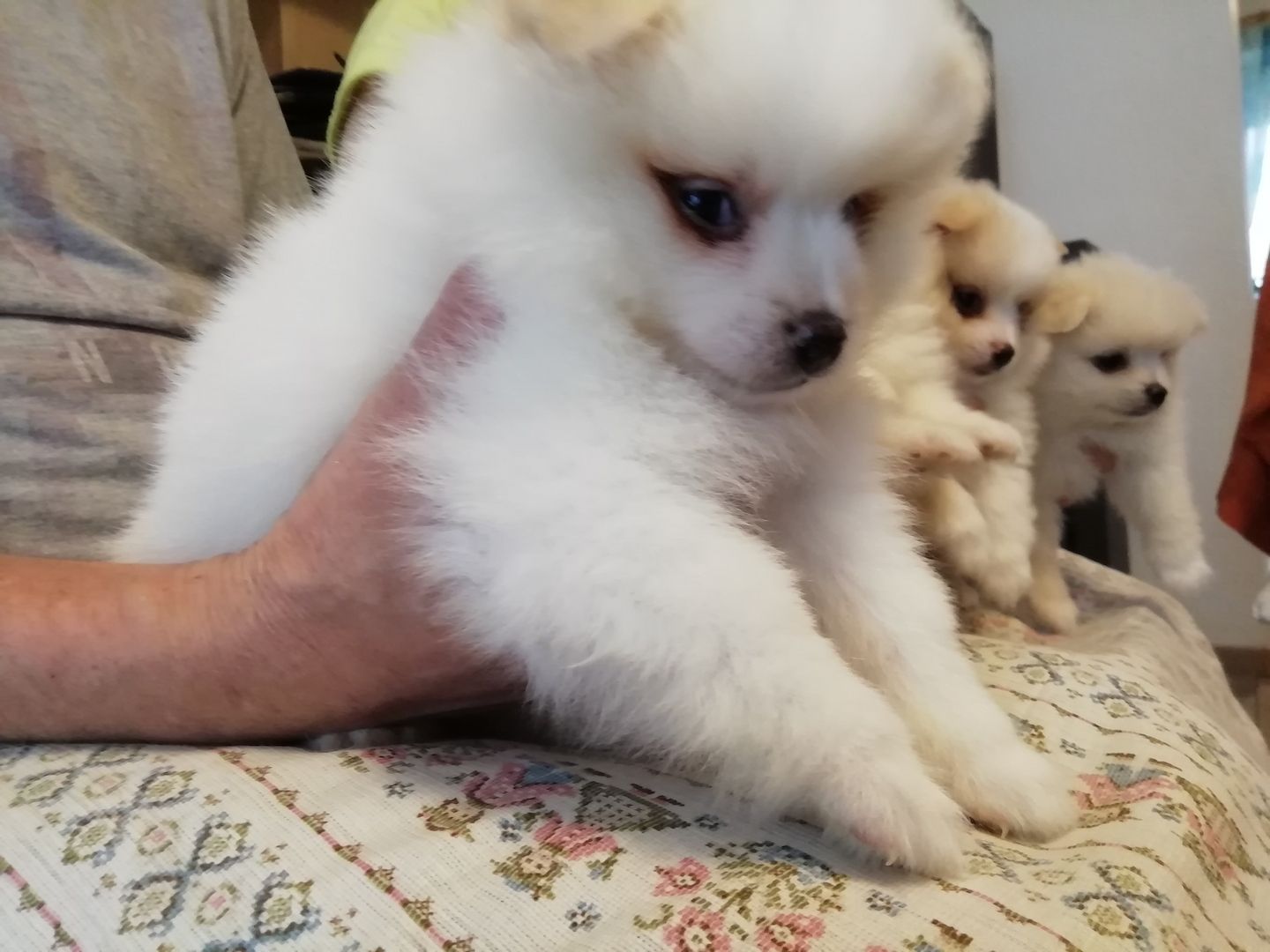 Reinrassige Pomeranian Zwergspitz Welpen