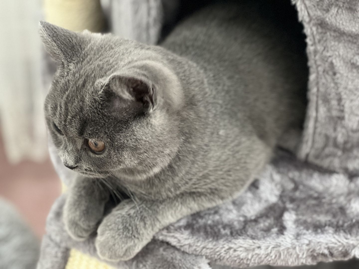 Bkh Kitten, Kater, 4 Monate alt