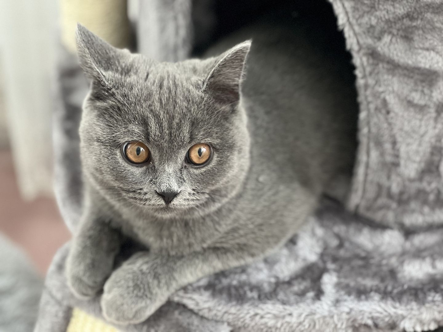 Bkh Kitten, Kater, 4 Monate alt