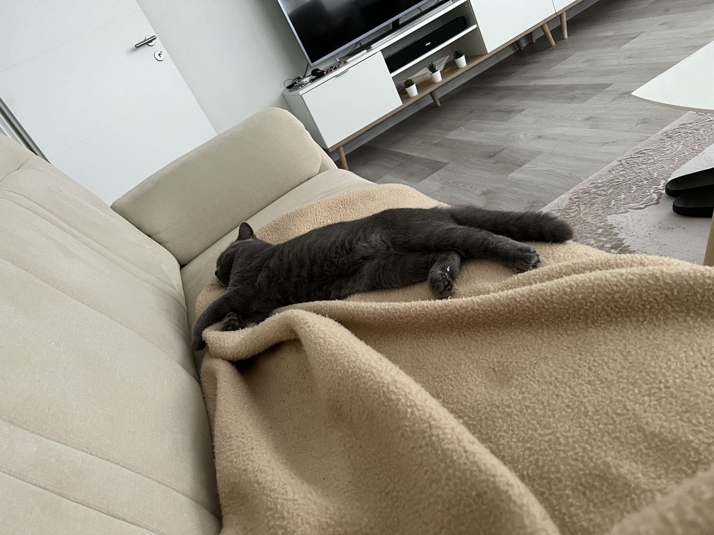 Bkh Kitten, Kater, 4 Monate alt