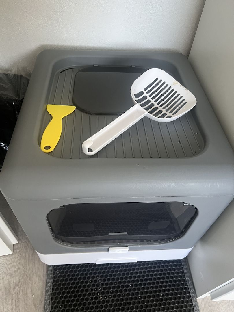 Bkh Kitten, Kater, 4 Monate alt