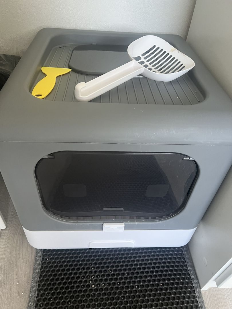 Bkh Kitten, Kater, 4 Monate alt